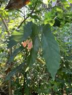 Imagem de Begonia maculata Raddi