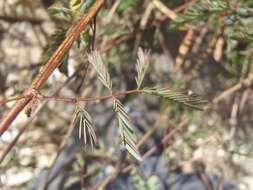 Plancia ëd Desmanthus covillei (Britton & Rose) B. L. Turner