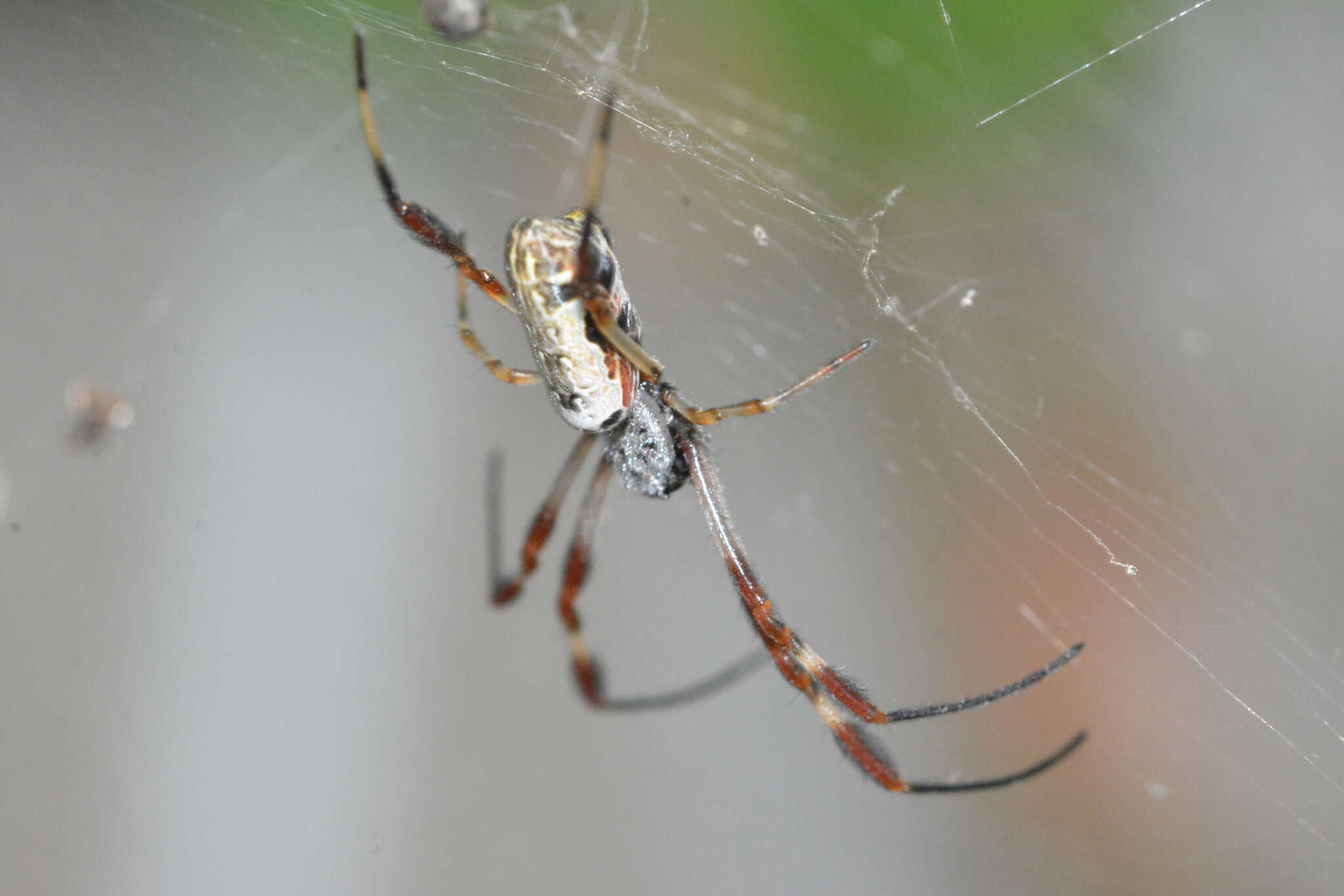 صورة Trichonephila edulis (Labillardière 1799)