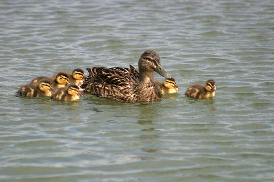 Image of Common Mallard