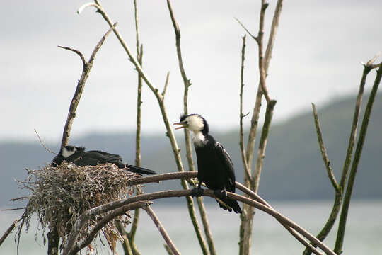 Image of Little Pied Cormorant