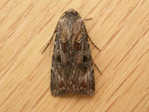 Image of Agrotis munda Walker 1856