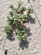 Image of seaside amaranth