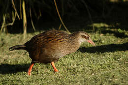 Image of Weka