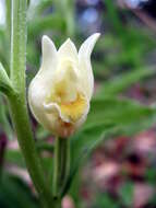 Cephalanthera longifolia (L.) Fritsch resmi