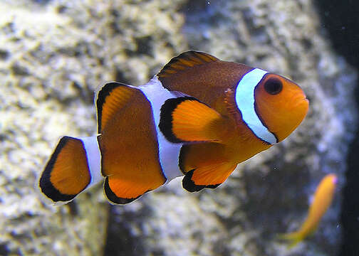 Image de Poisson-clown du Pacifique