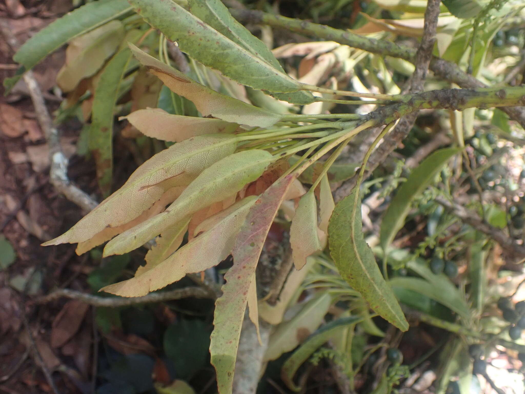 Image of Elaeocarpus kirtonii F. Müll. ex F. M. Bailey