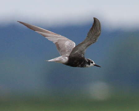 Image of Black Tern