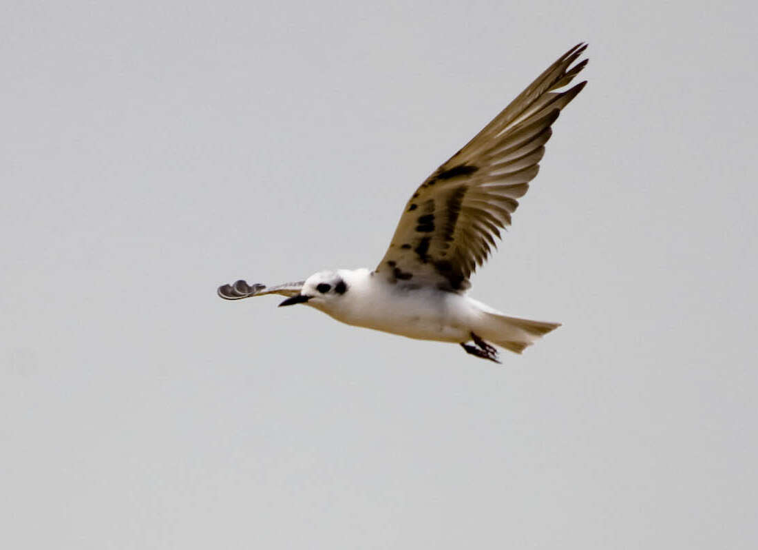 Image of White-winged Black Tern