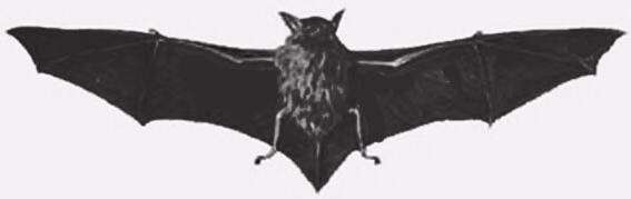 Image de Myotis chiloensis (Waterhouse 1840)