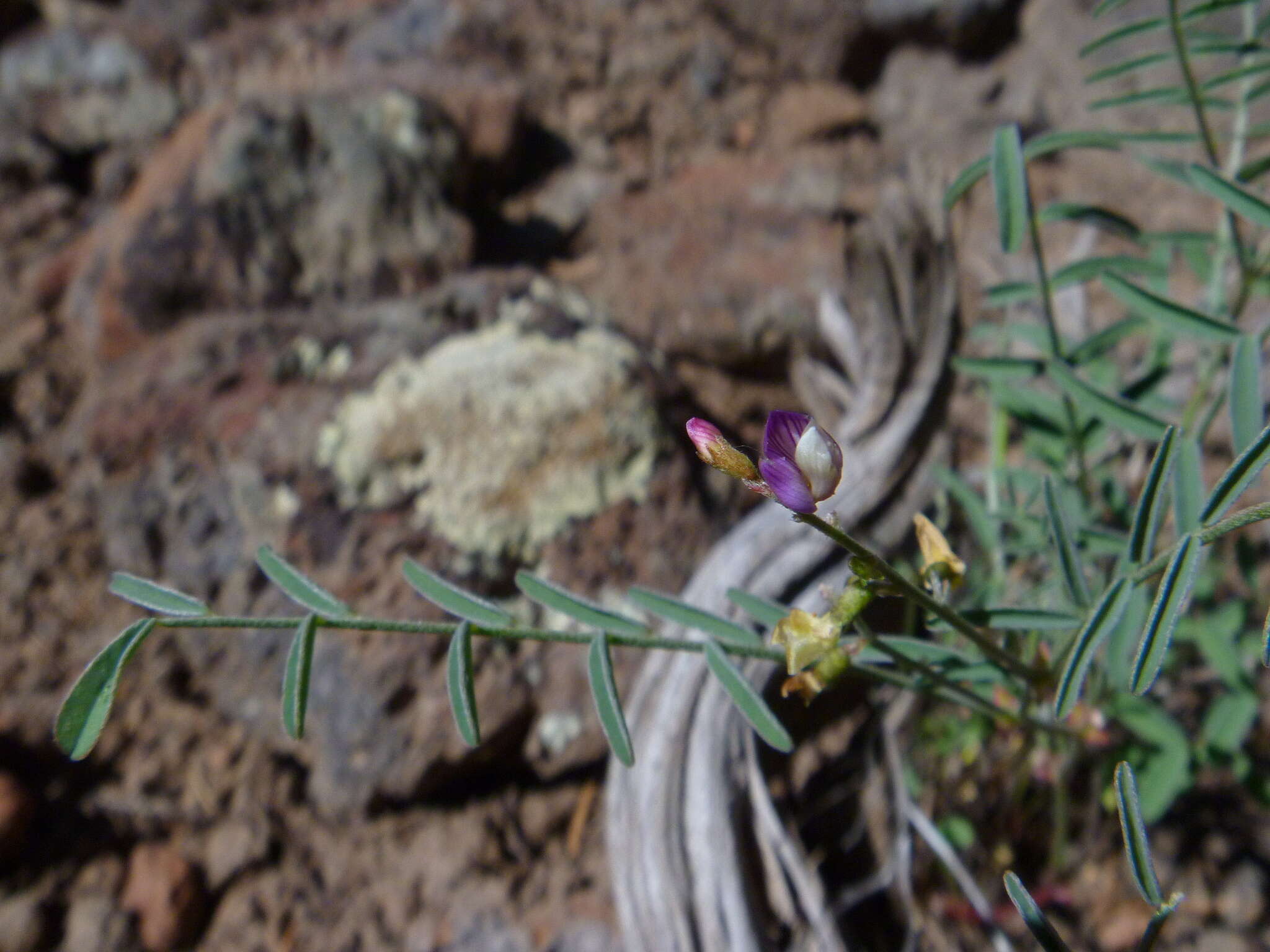 صورة Astragalus straturensis M. E. Jones