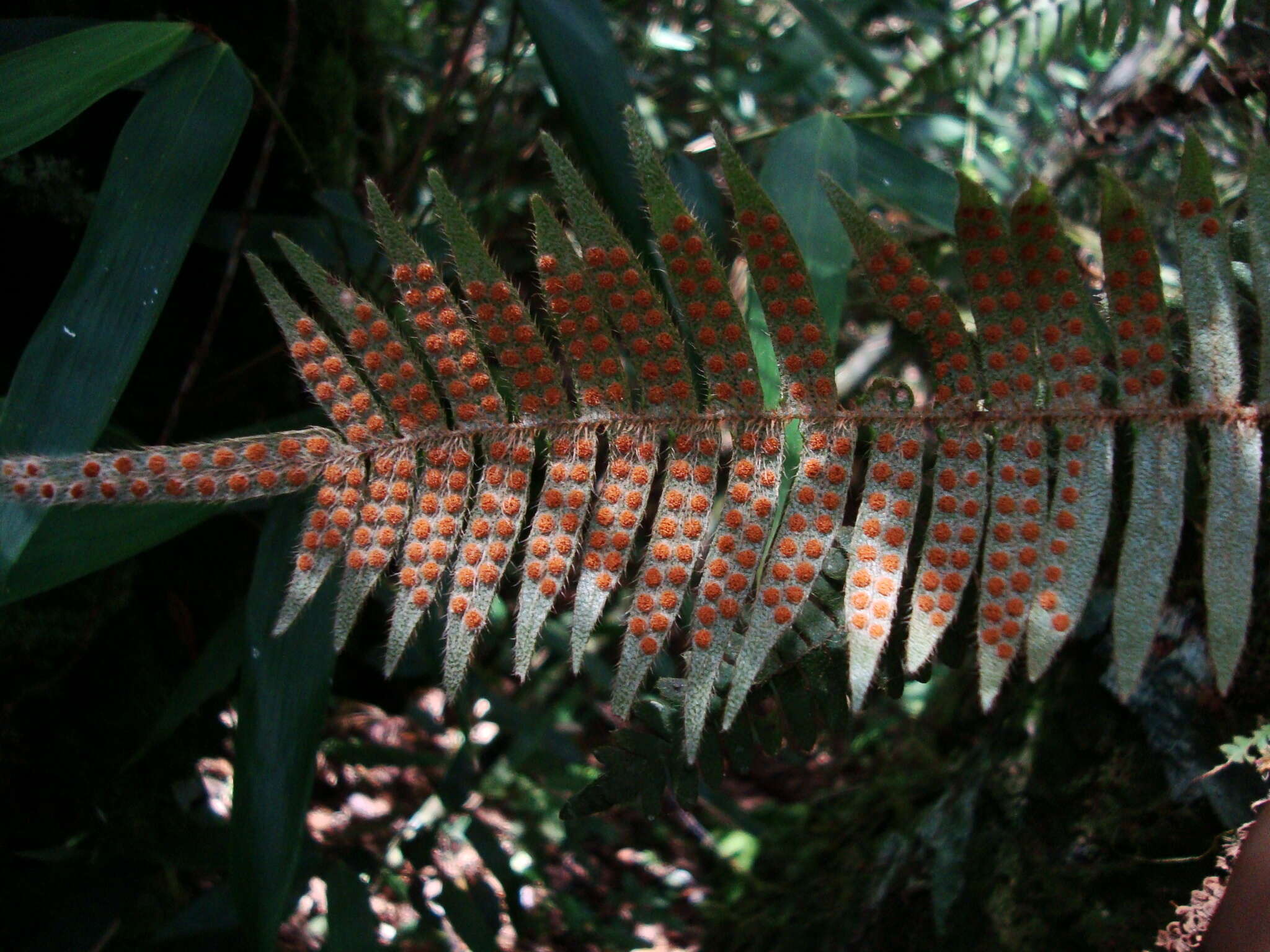 Sivun Pleopeltis hirsutissima (Raddi) Sota kuva