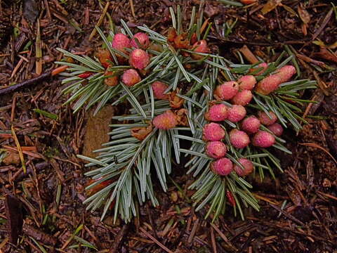 Image of Douglas Fir