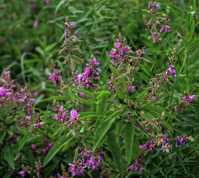 Imagem de Desmodium canadense (L.) DC.