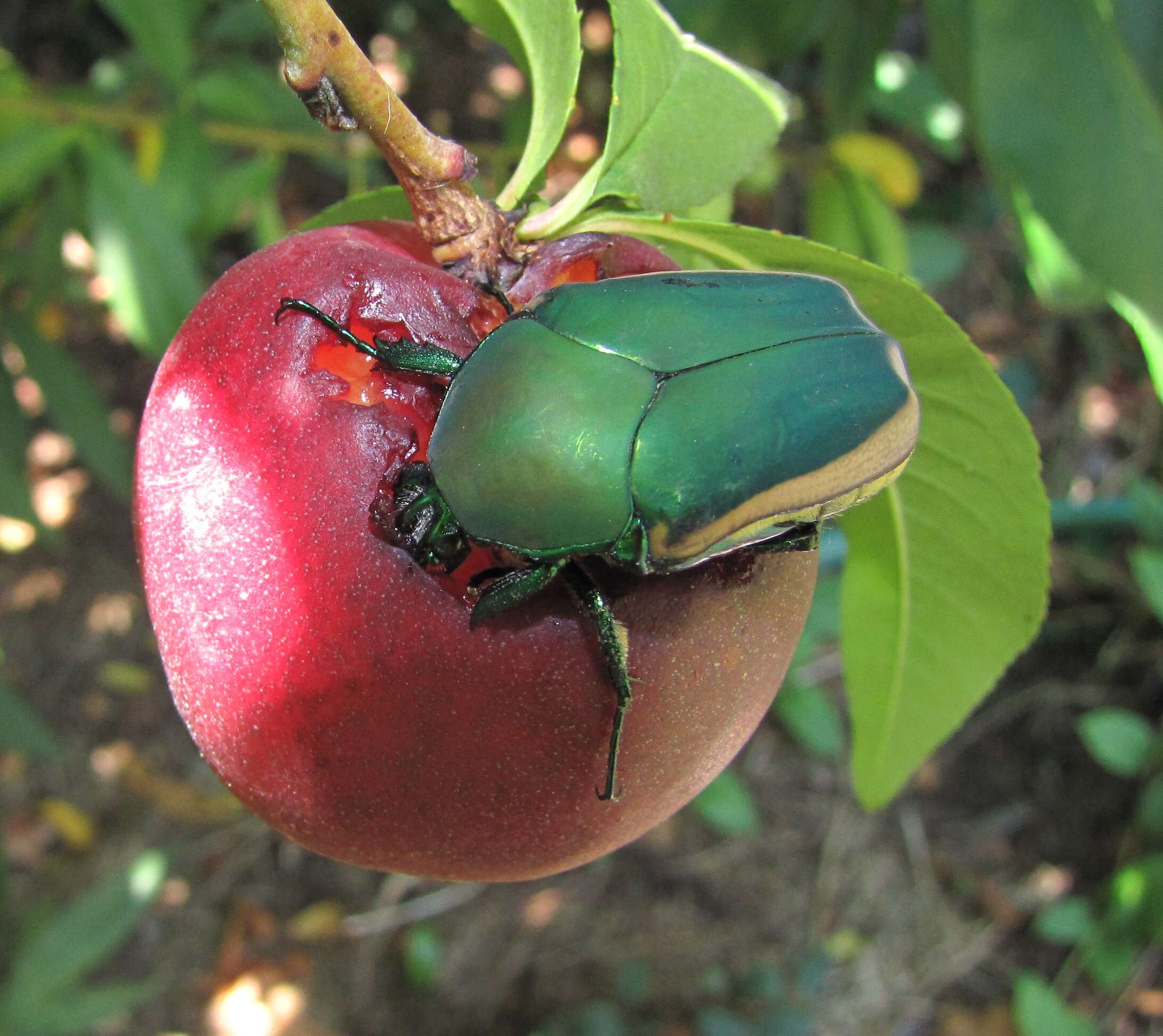 Image of figeater beetle