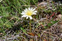 Image of Taraxacum arcticum (Trautv.) Dahlst.