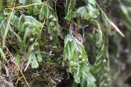 Image of Hymenophyllum peltatum (Poir.) Desv.