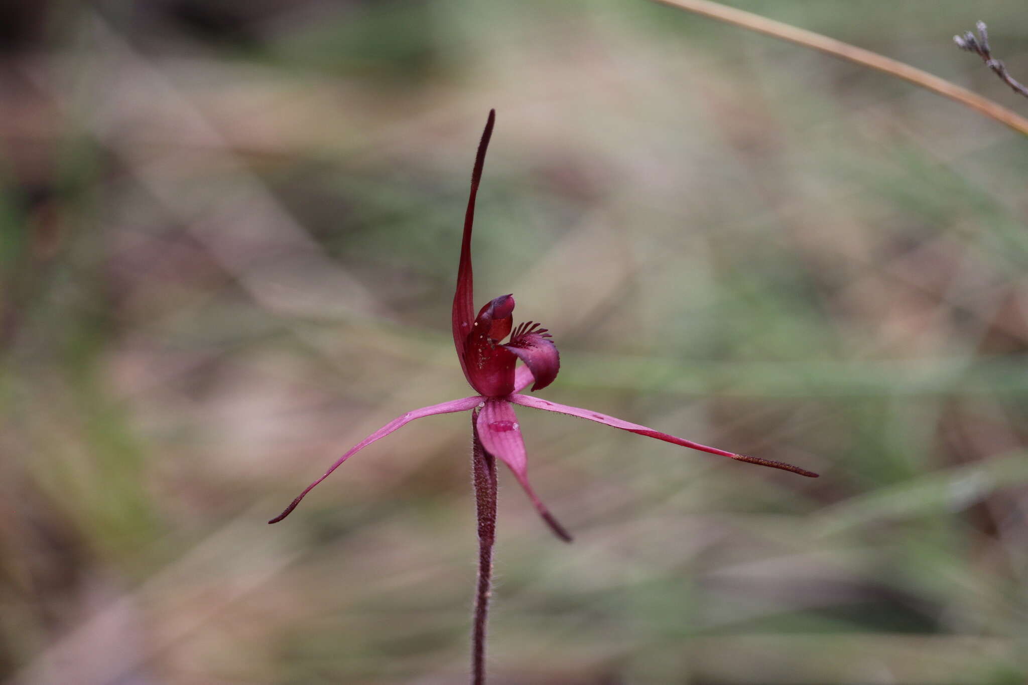 Imagem de Caladenia cruciformis D. L. Jones