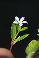 Image de Catharanthus scitulus (Pichon) Pichon