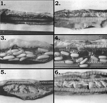 Image of Black Hagfish