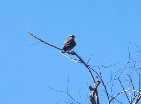 Image of Aplomado Falcon