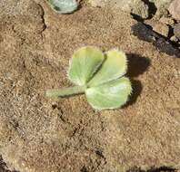 Image of Oxalis melanosticta var. melanosticta