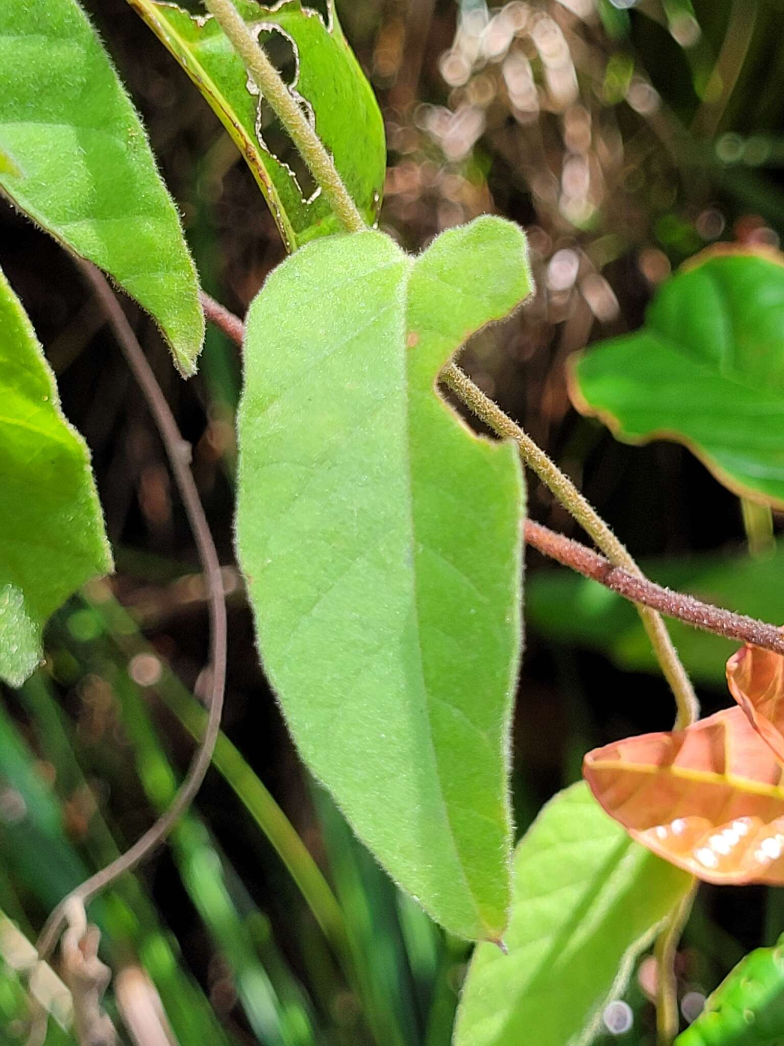 Sivun Jacquemontia guyanensis (Aubl.) Meisn. kuva