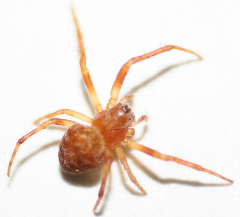 Image of Araneus