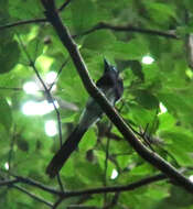 Image of Japanese Paradise Flycatcher