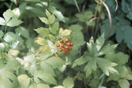 Actaea rubra (Ait.) Willd. resmi