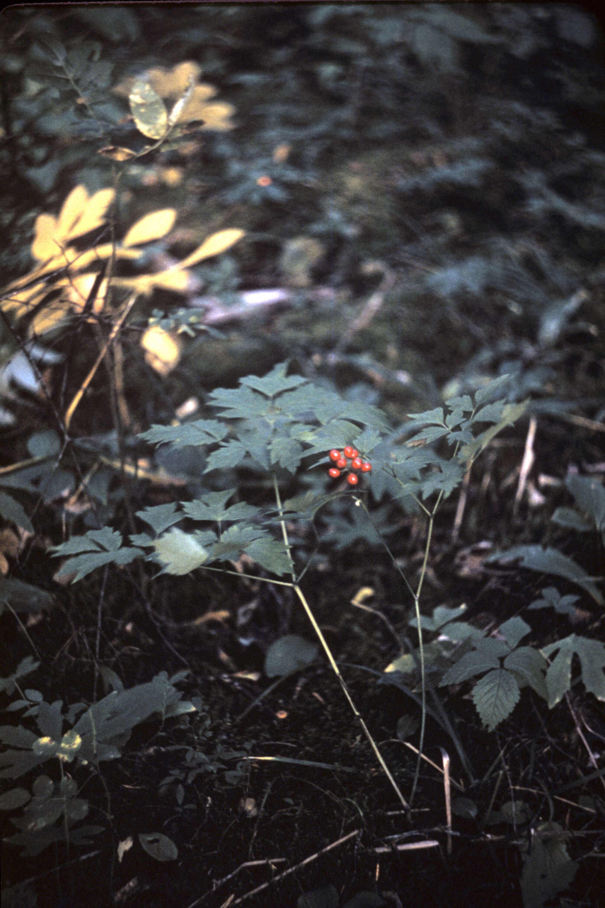 Actaea rubra (Ait.) Willd. resmi