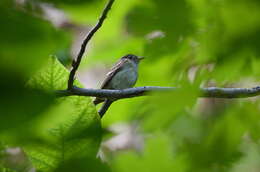 Image of Acadian Flycatcher