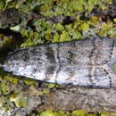 Image of Dioryctria mendacella Staudinger 1859