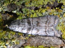 Image of Dioryctria mendacella Staudinger 1859