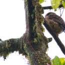 Image of Cloud-forest Pygmy Owl