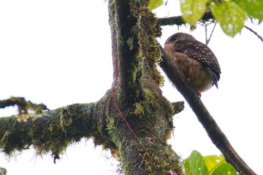 Image of Cloud-forest Pygmy Owl