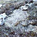 Image of Lecanora barkmaniana Aptroot & Herk