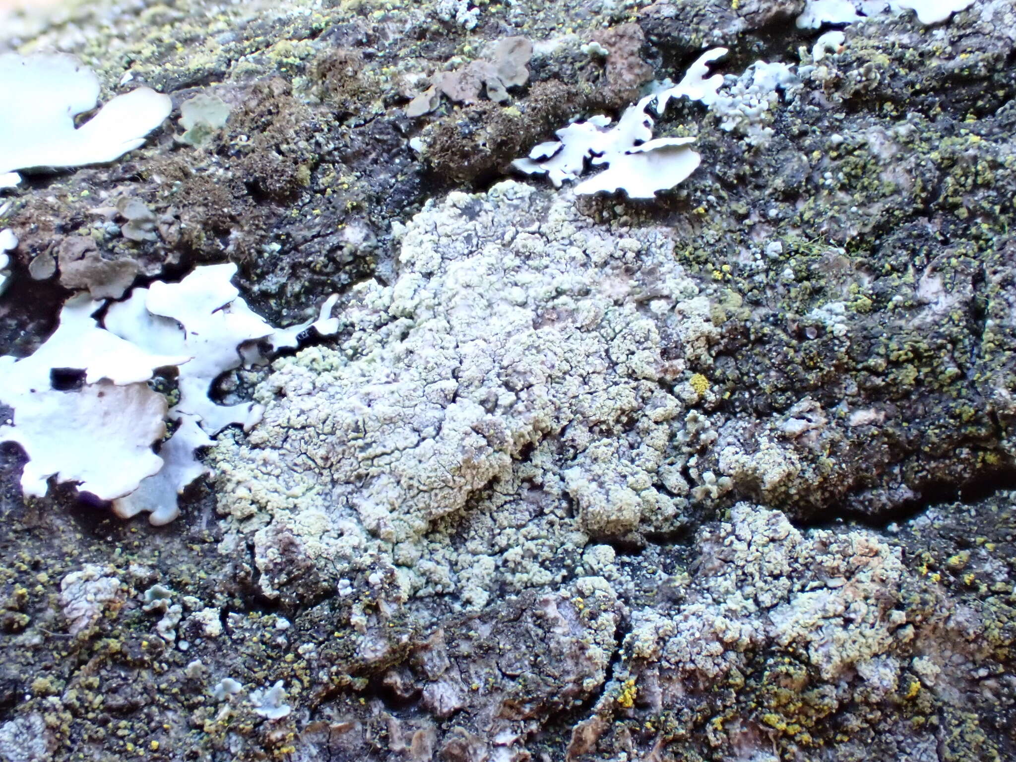 Image of Lecanora barkmaniana Aptroot & Herk