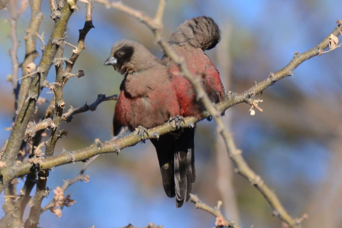 صورة Brunhilda erythronotos (Vieillot 1817)