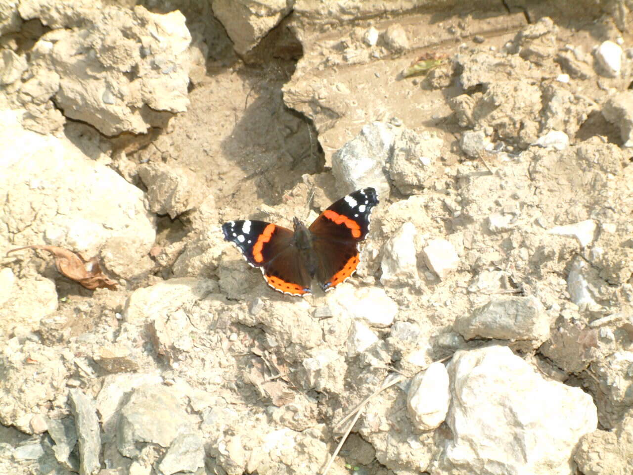 Image of Red Admiral