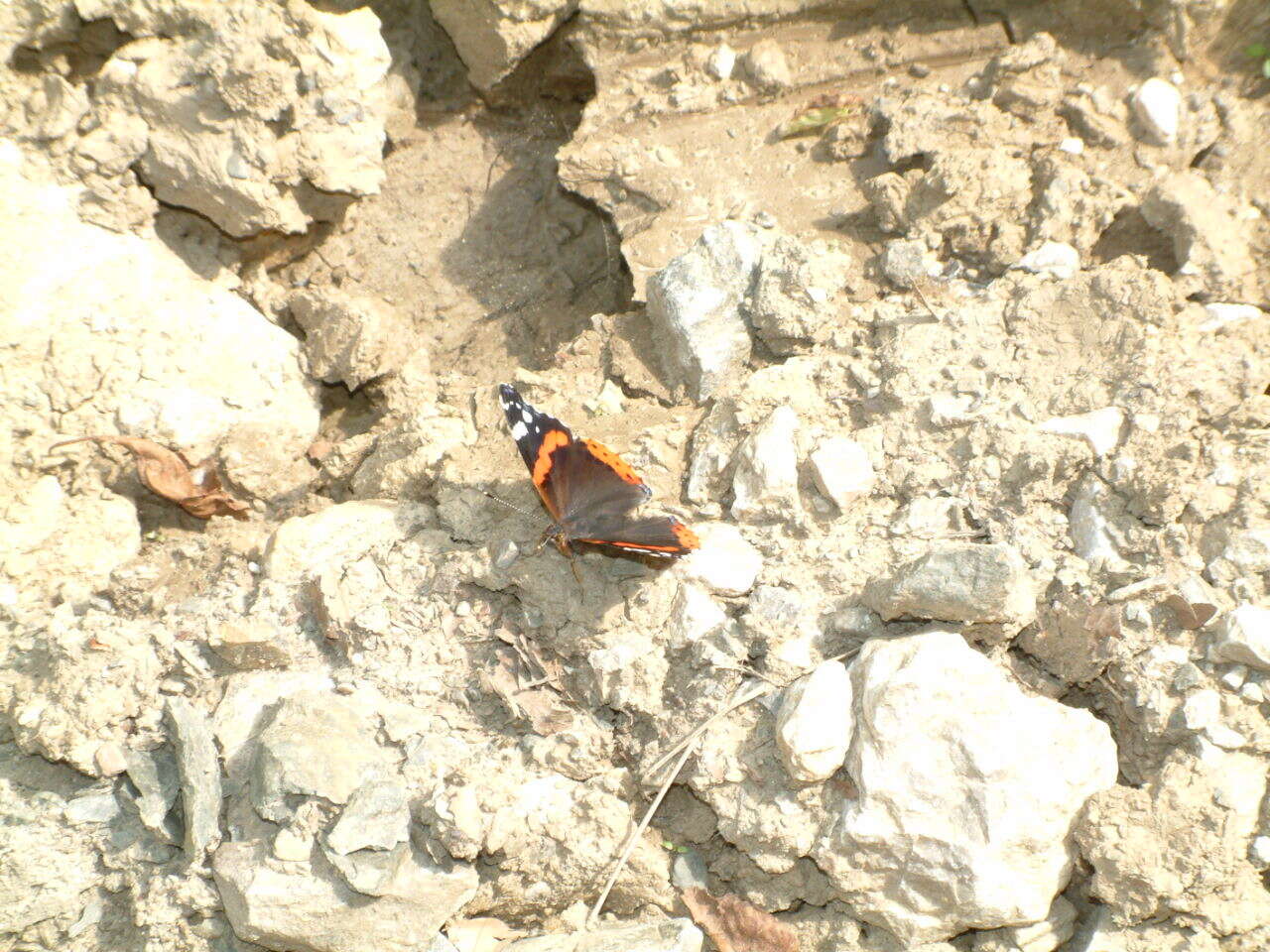 Image of Red Admiral