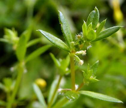 Image of yellow wall bedstraw