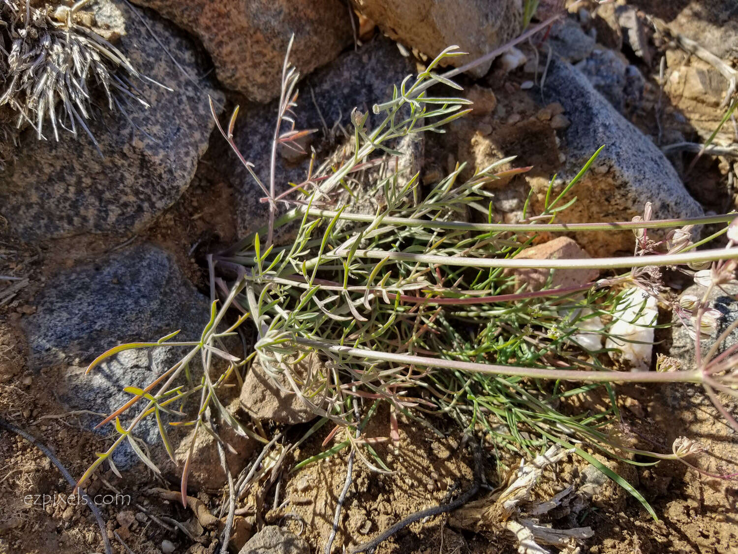 Image of Parish's biscuitroot