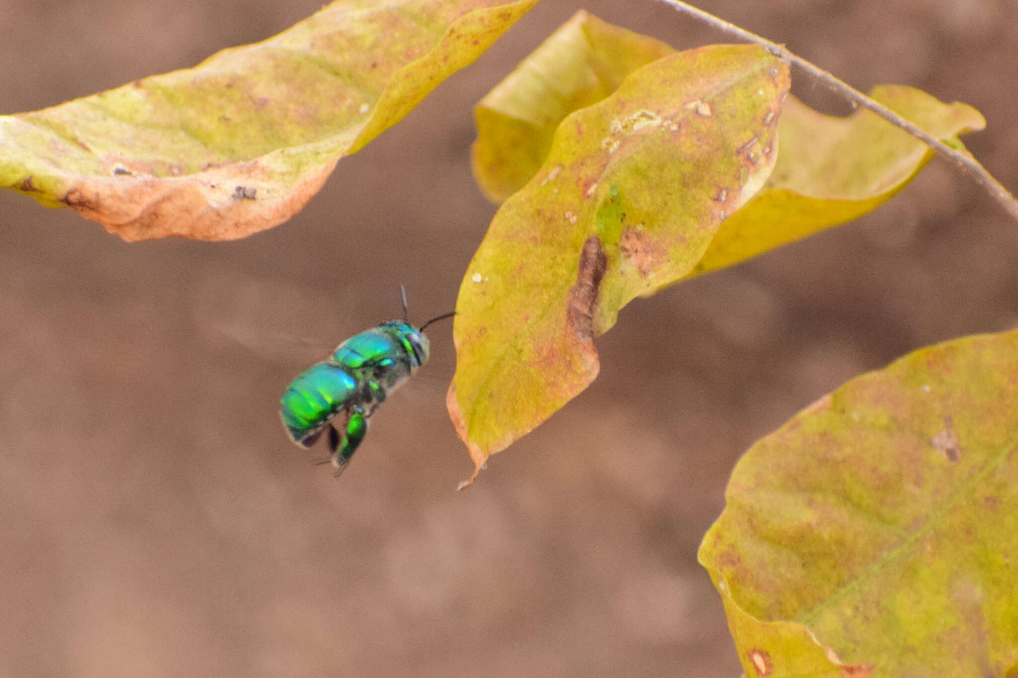 Image of Euglossa viridissima Friese 1899