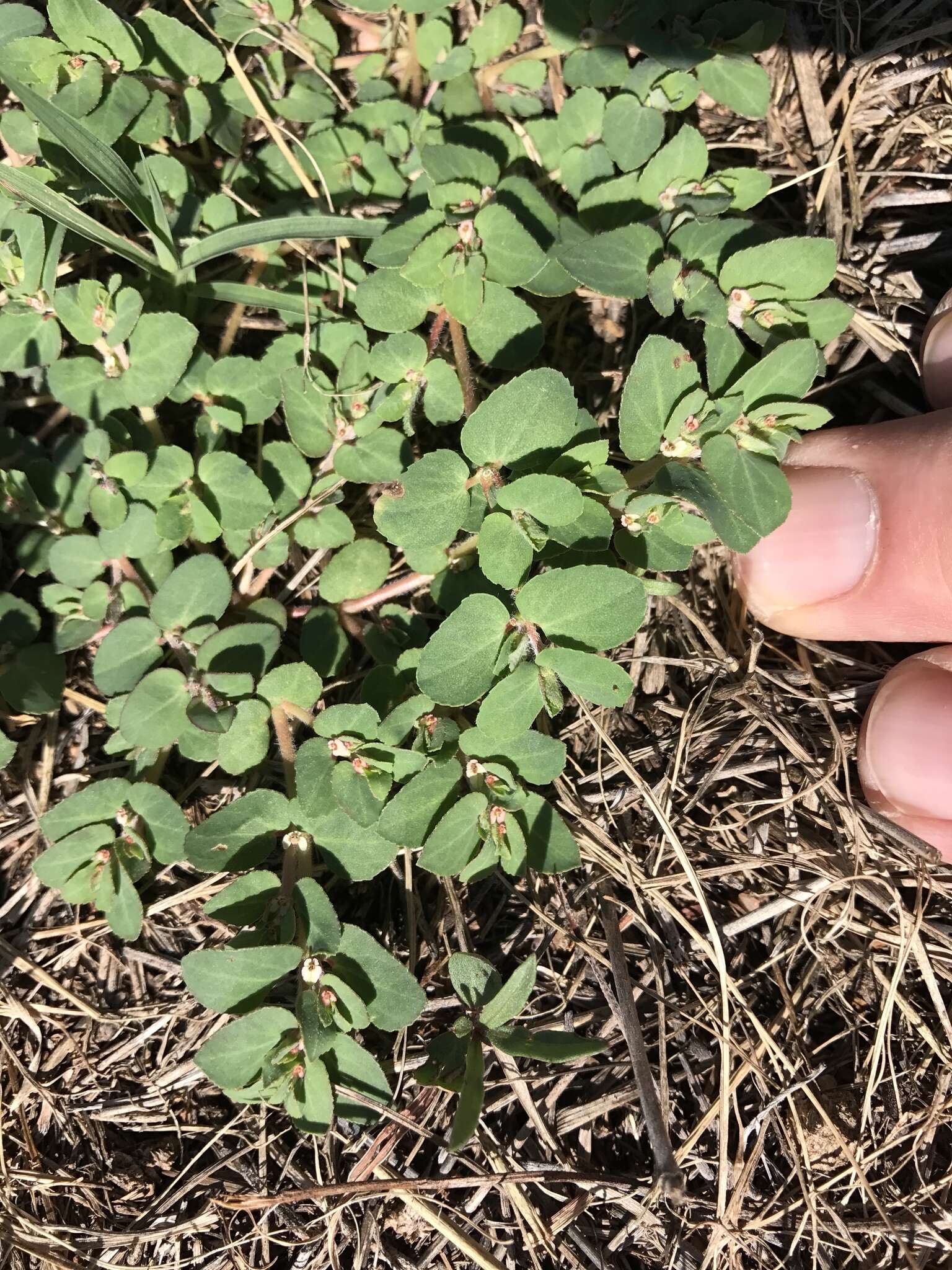 Image of Euphorbia indivisa (Engelm.) Tidestr.