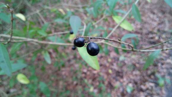 Image of European privet