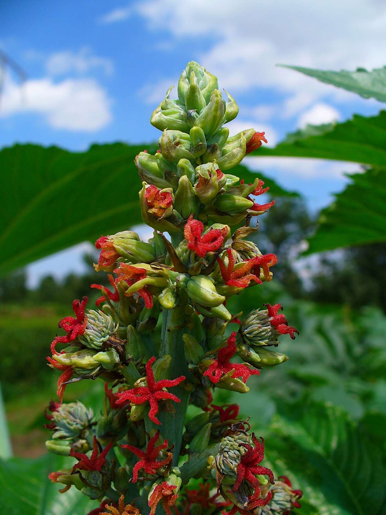 Sivun Ricinus kuva