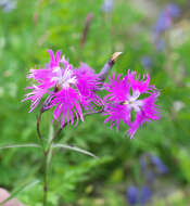 Image of Dianthus superbus subsp. superbus