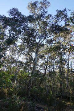 Image of Eucalyptus dalrympleana subsp. dalrympleana