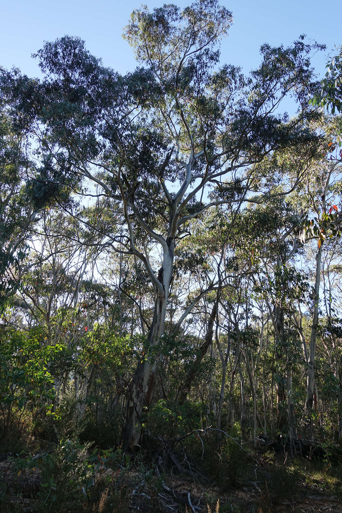 Image of Eucalyptus dalrympleana subsp. dalrympleana